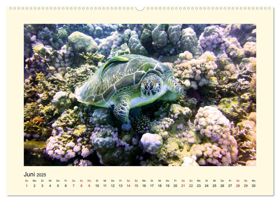 Meeresschildkröten – Faszinierende Geschöpfe der Weltmeere (CALVENDO Wandkalender 2025)