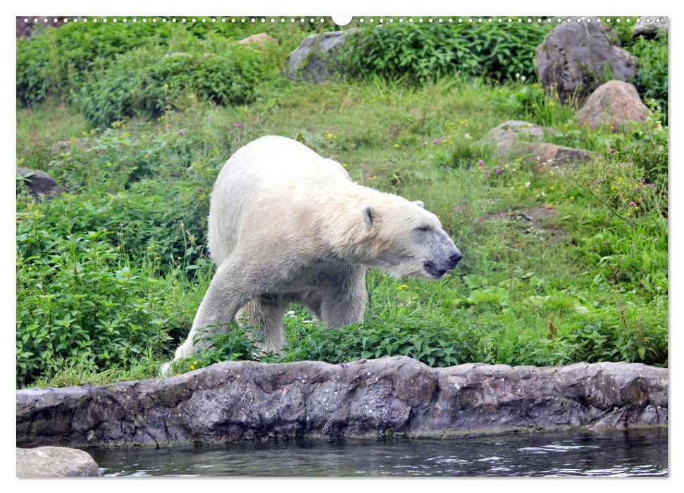 Bären - Der Eisbär und der Kamtschatka-Braunbär (CALVENDO Premium Wandkalender 2025)