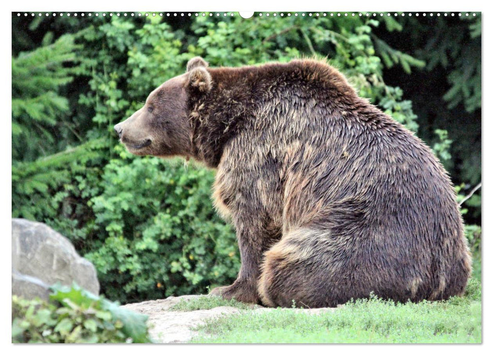 Bären - Der Eisbär und der Kamtschatka-Braunbär (CALVENDO Premium Wandkalender 2025)