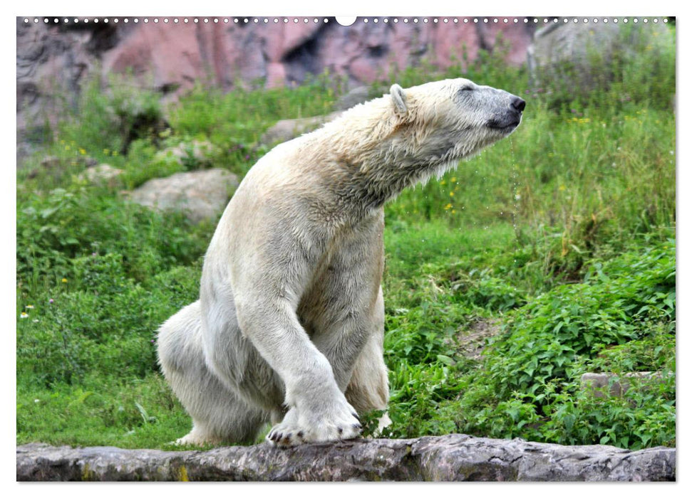 Bären - Der Eisbär und der Kamtschatka-Braunbär (CALVENDO Premium Wandkalender 2025)