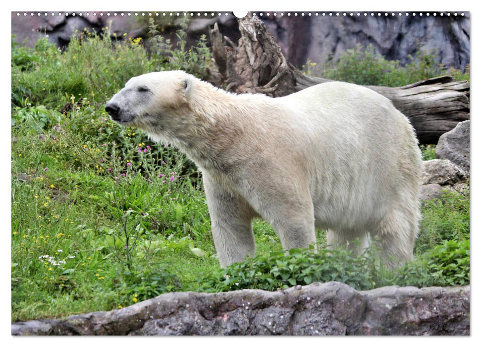 Bären - Der Eisbär und der Kamtschatka-Braunbär (CALVENDO Premium Wandkalender 2025)