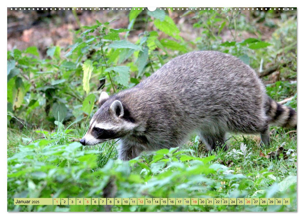 Der Waschbär - Der Maskenträger in unseren Wäldern (CALVENDO Premium Wandkalender 2025)