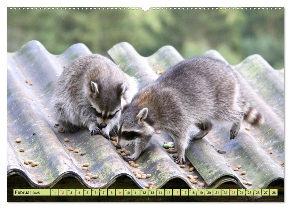 Der Waschbär - Der Maskenträger in unseren Wäldern (CALVENDO Premium Wandkalender 2025)