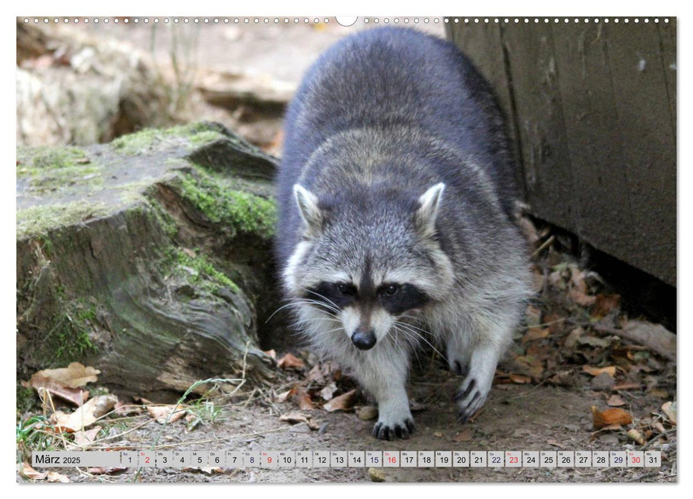 Der Waschbär - Der Maskenträger in unseren Wäldern (CALVENDO Premium Wandkalender 2025)