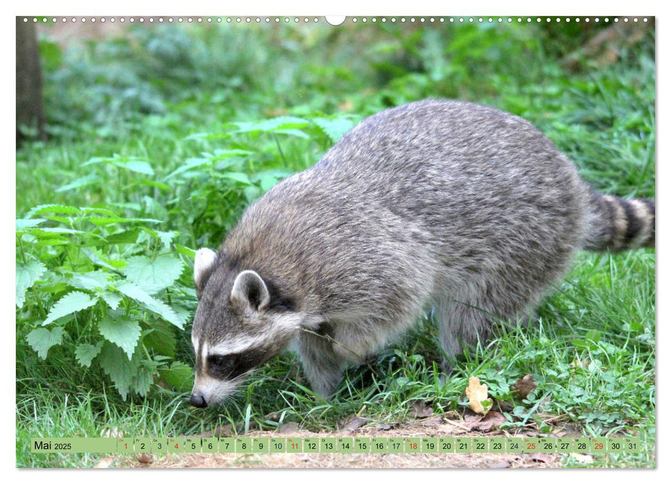 Der Waschbär - Der Maskenträger in unseren Wäldern (CALVENDO Premium Wandkalender 2025)