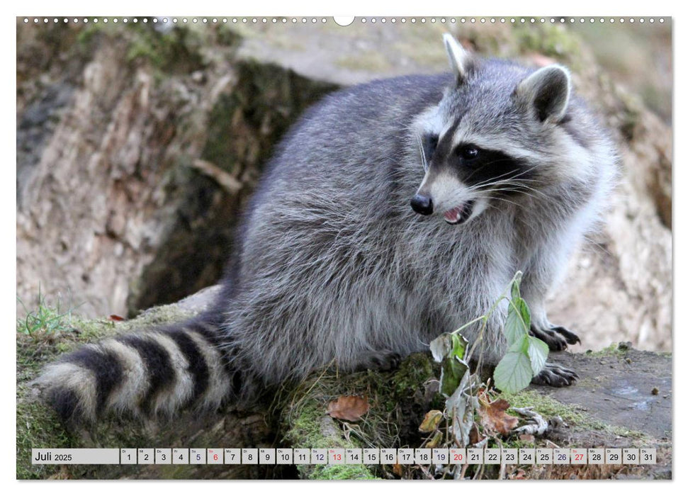 Der Waschbär - Der Maskenträger in unseren Wäldern (CALVENDO Premium Wandkalender 2025)