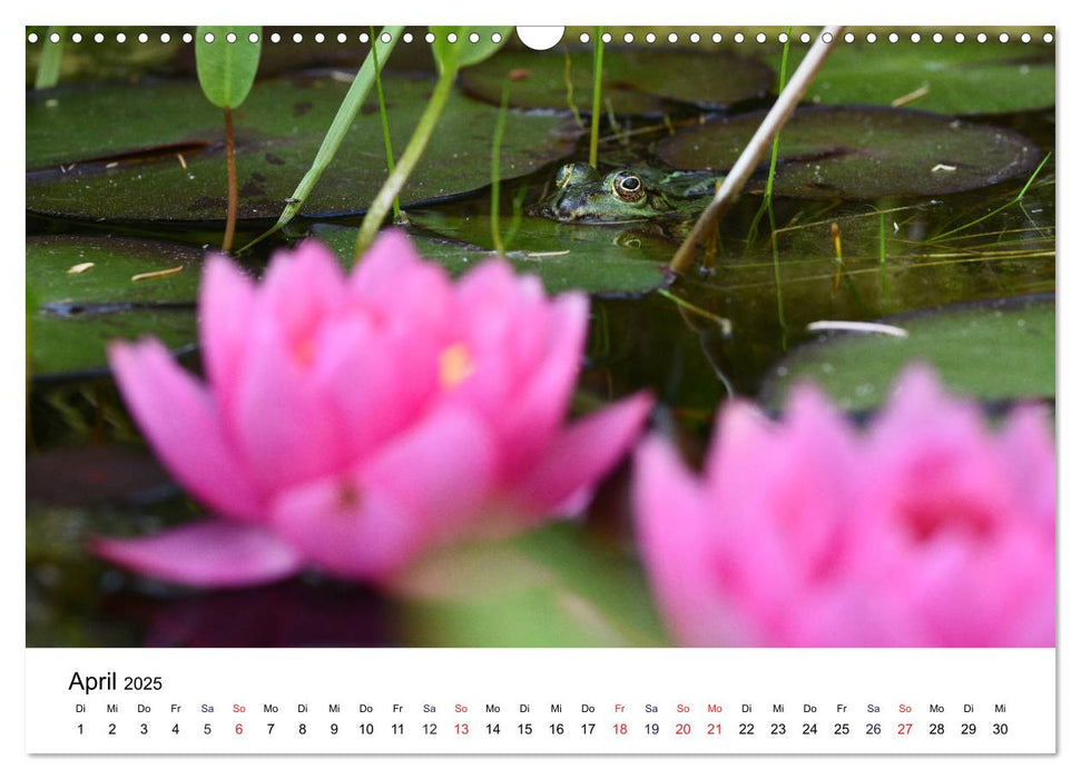 Der Frosch im Seerosenteich (CALVENDO Wandkalender 2025)