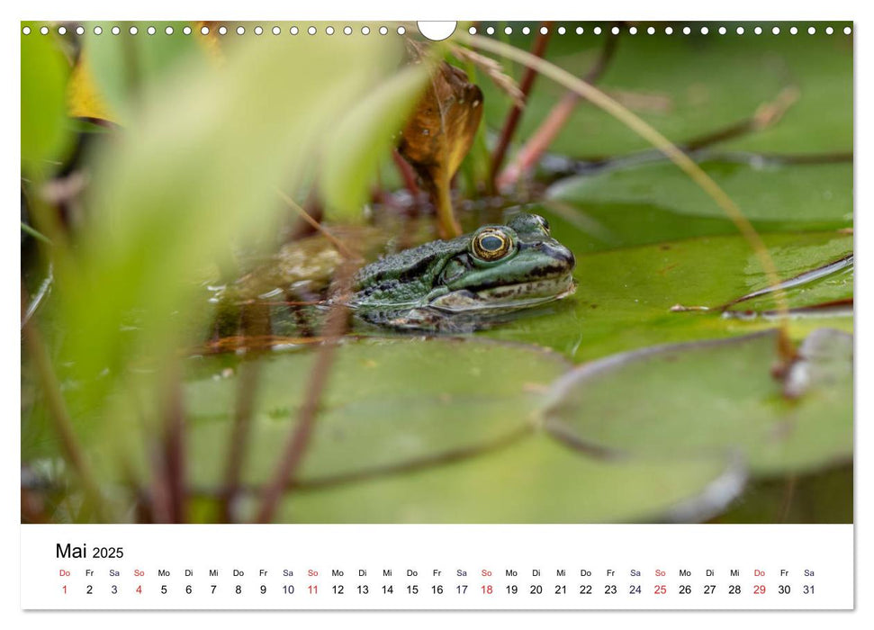 Der Frosch im Seerosenteich (CALVENDO Wandkalender 2025)