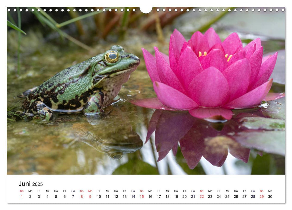 Der Frosch im Seerosenteich (CALVENDO Wandkalender 2025)