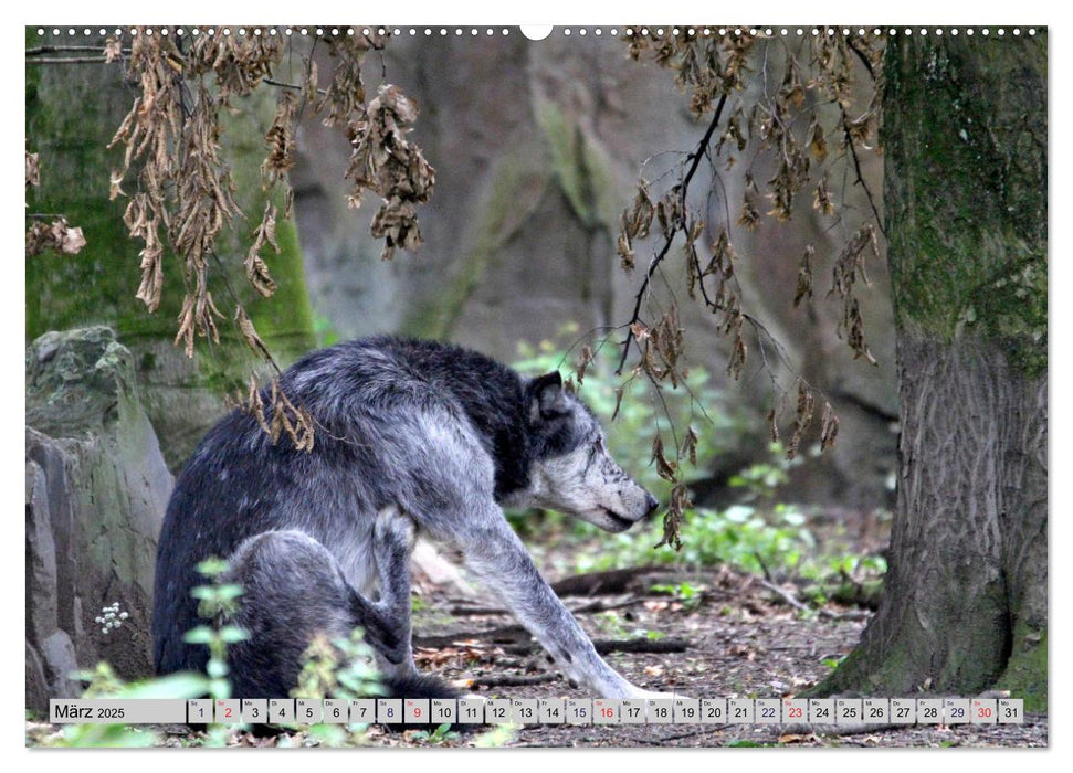 Der Timberwolf - Der Jäger aus den Rocky Mountains (CALVENDO Premium Wandkalender 2025)