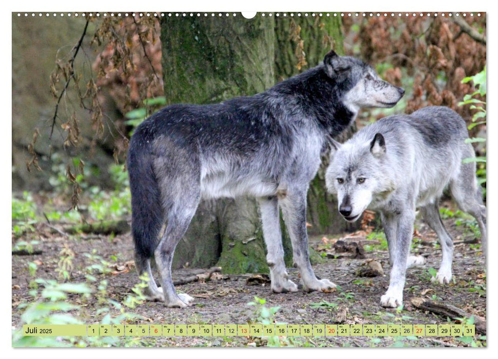 Der Timberwolf - Der Jäger aus den Rocky Mountains (CALVENDO Premium Wandkalender 2025)