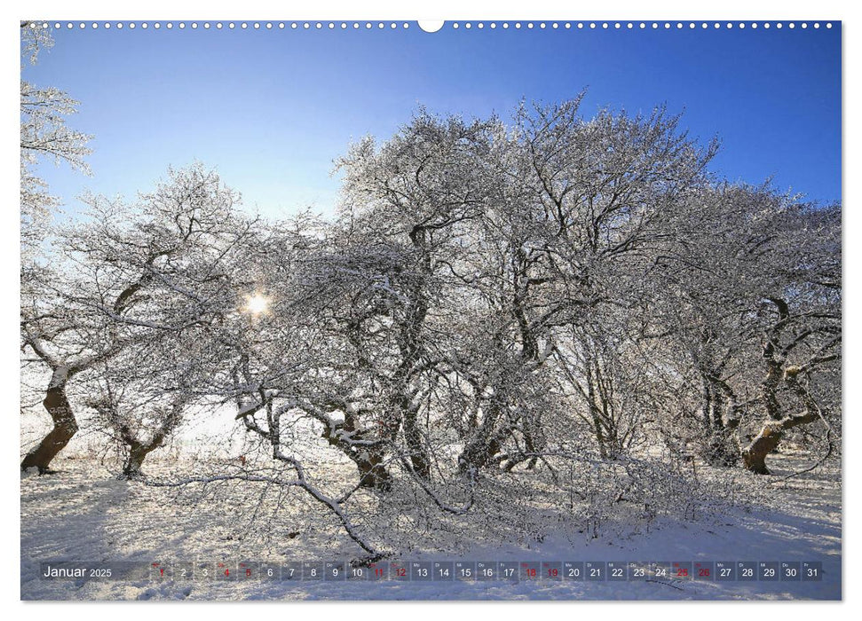 Sonnige Süntelbuchenallee (CALVENDO Premium Wandkalender 2025)