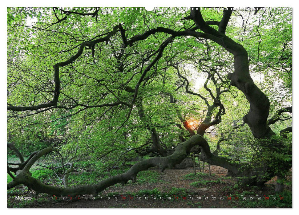 Sonnige Süntelbuchenallee (CALVENDO Premium Wandkalender 2025)