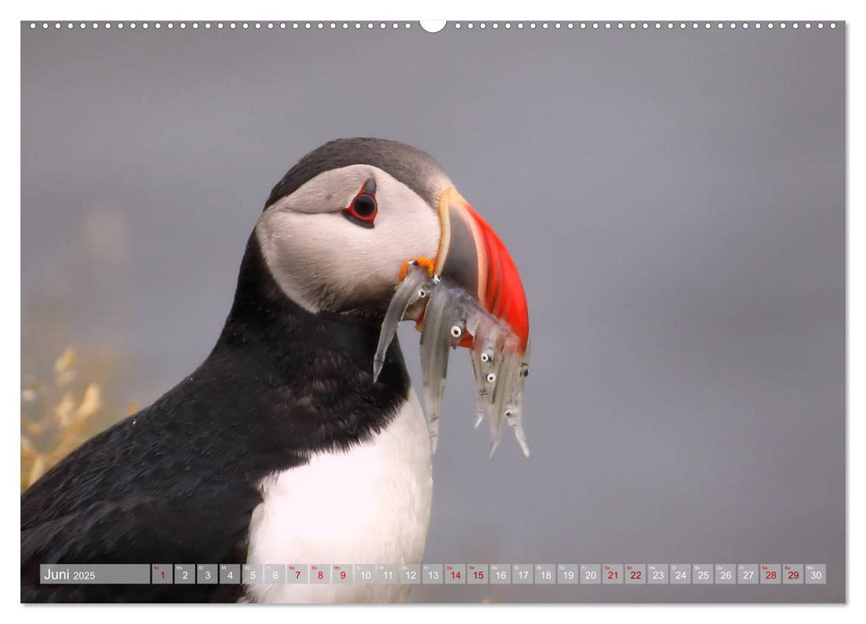 Im Bann des Nordens - Island (CALVENDO Wandkalender 2025)