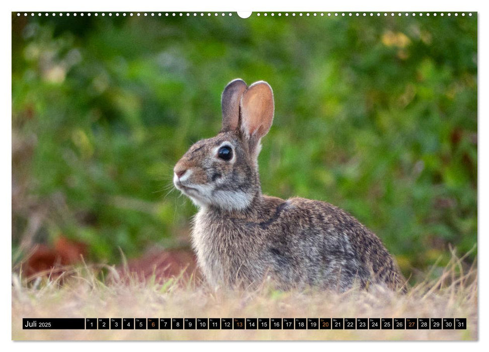 FLORIDA - Naturparadies (CALVENDO Premium Wandkalender 2025)