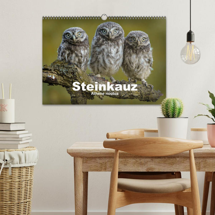 Steinkäuze (Athene noctua) (CALVENDO Wandkalender 2025)