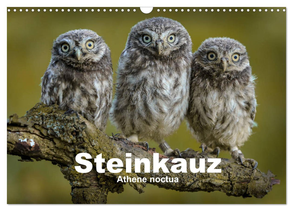 Steinkäuze (Athene noctua) (CALVENDO Wandkalender 2025)