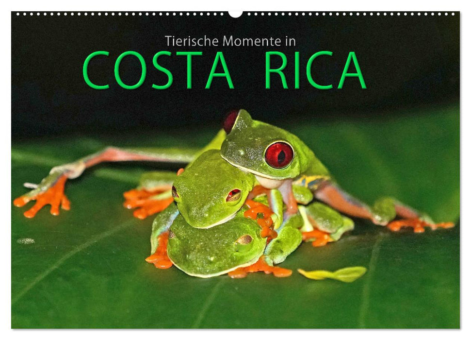 COSTA RICA - Tierische Momente (CALVENDO Wandkalender 2025)