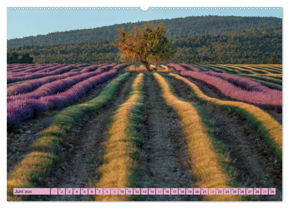 Provence, Lavendelzeit in Südfrankreich (CALVENDO Premium Wandkalender 2025)