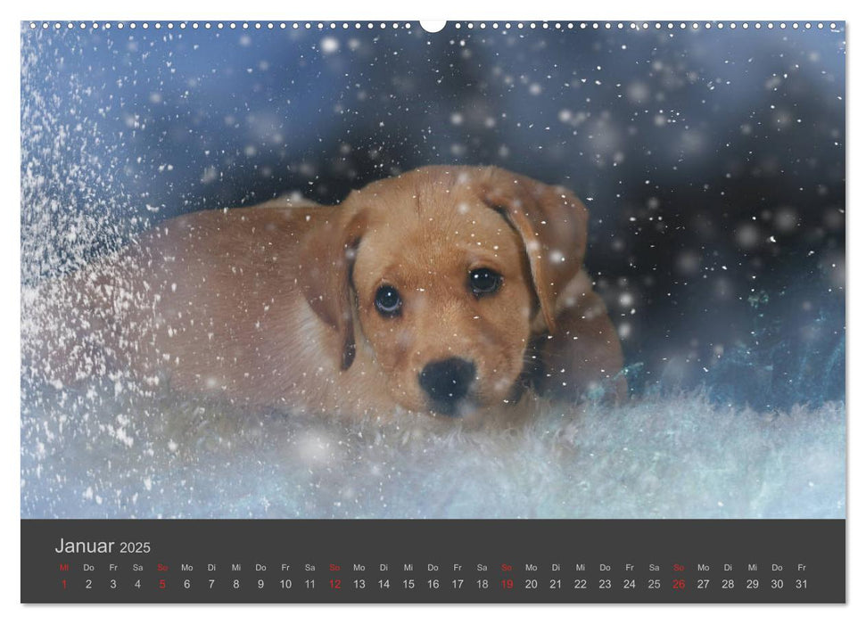 HUNDE LEBEN IST BUNT (CALVENDO Premium Wandkalender 2025)