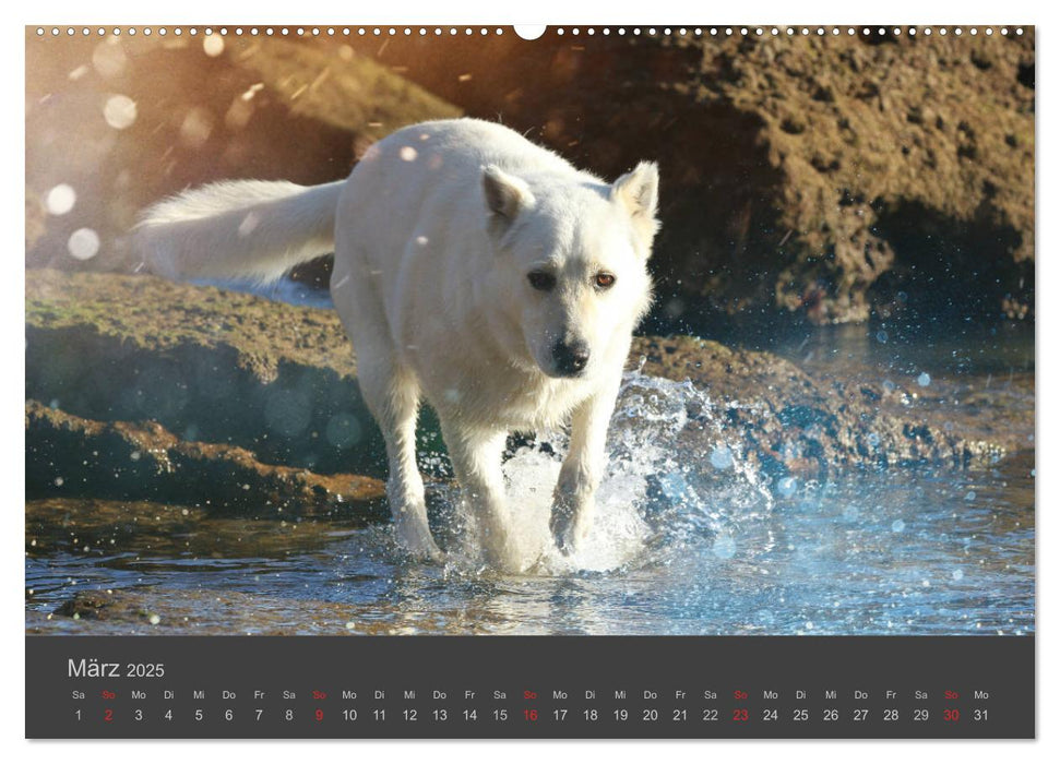 HUNDE LEBEN IST BUNT (CALVENDO Premium Wandkalender 2025)