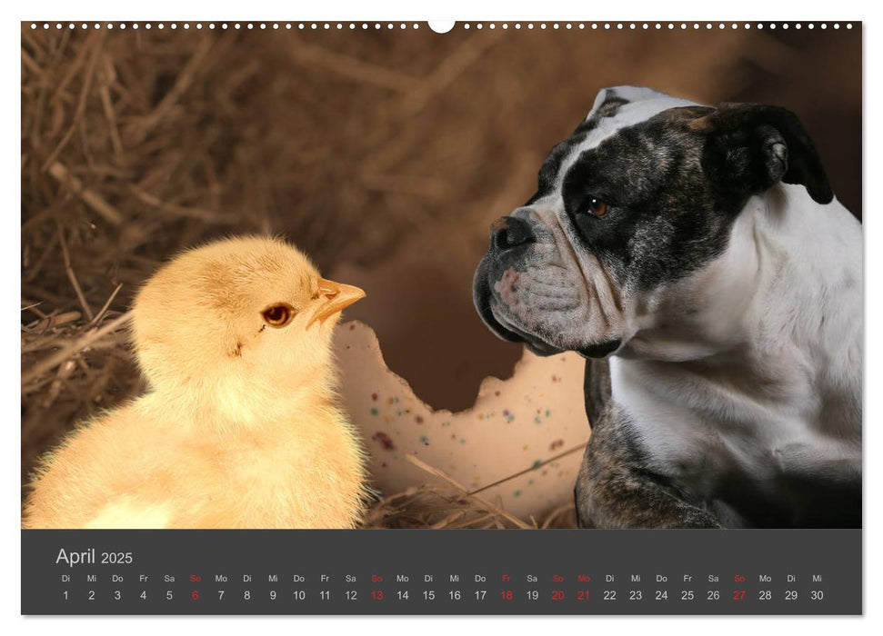 HUNDE LEBEN IST BUNT (CALVENDO Premium Wandkalender 2025)