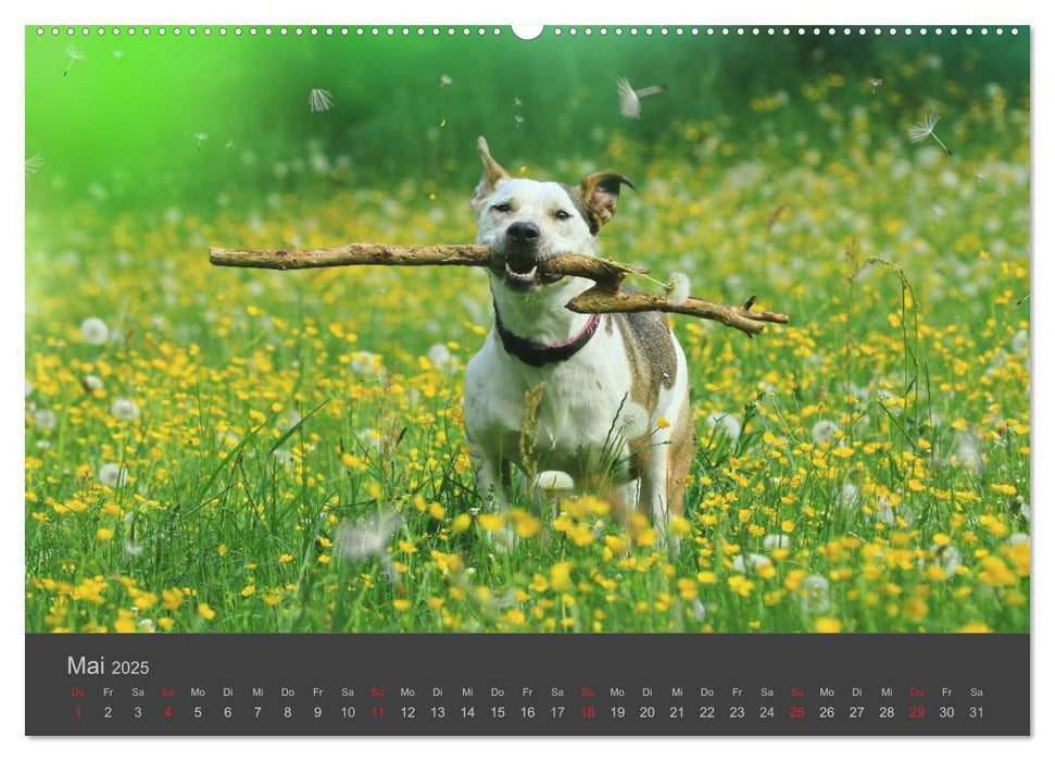 HUNDE LEBEN IST BUNT (CALVENDO Premium Wandkalender 2025)