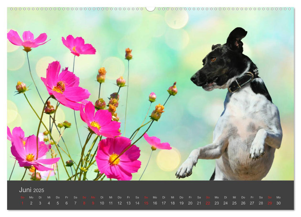 HUNDE LEBEN IST BUNT (CALVENDO Premium Wandkalender 2025)