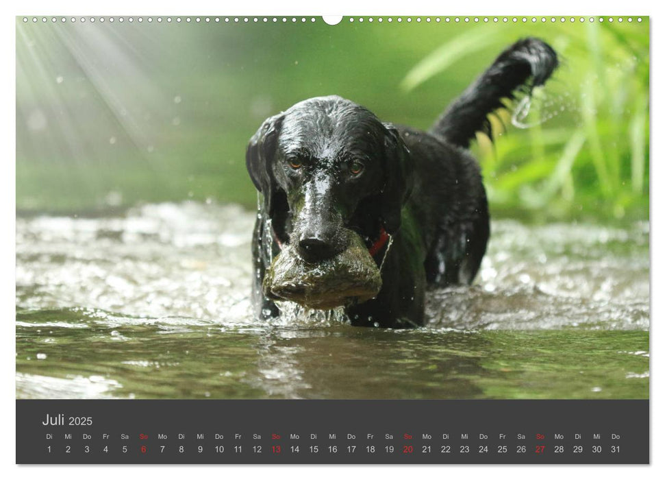 HUNDE LEBEN IST BUNT (CALVENDO Premium Wandkalender 2025)