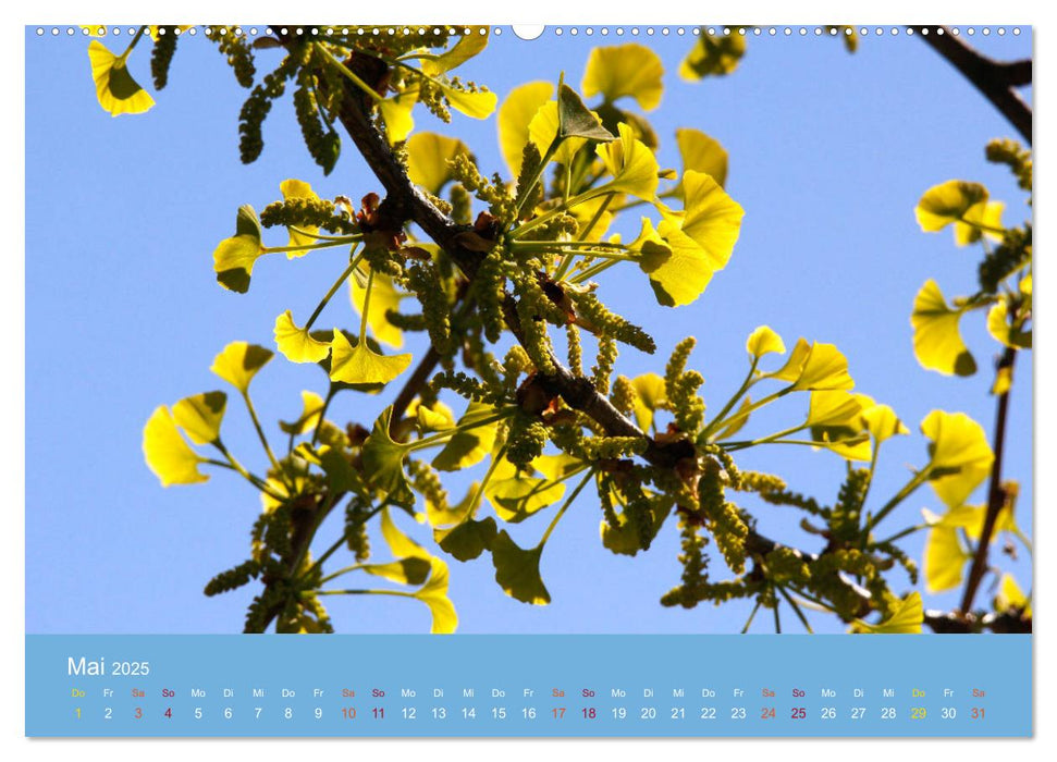 Geliebter Ginkgo (CALVENDO Premium Wandkalender 2025)