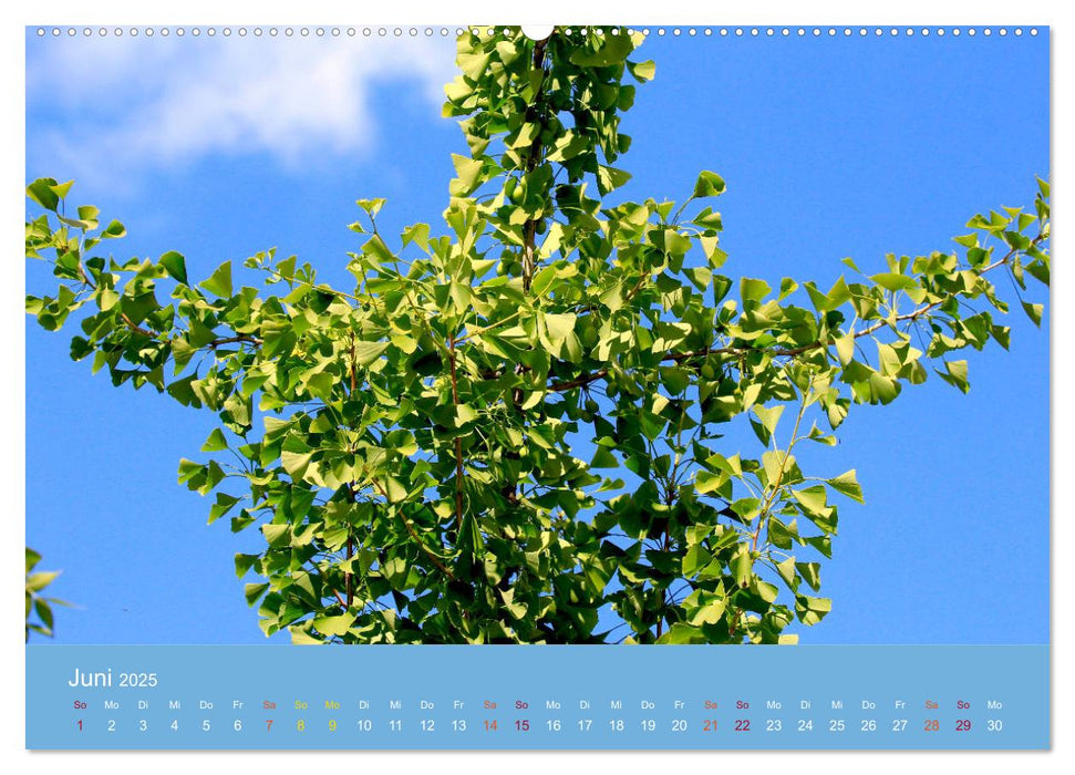 Geliebter Ginkgo (CALVENDO Premium Wandkalender 2025)