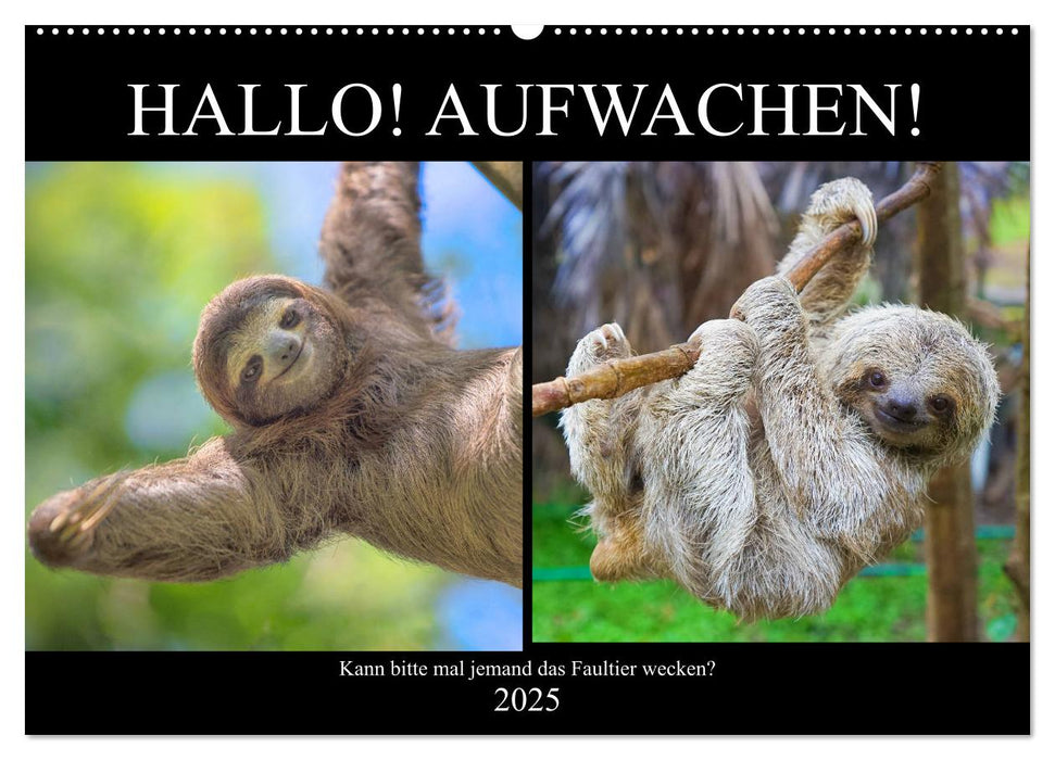 Hallo! Aufwachen! Kann bitte mal jemand das Faultier wecken? (CALVENDO Wandkalender 2025)