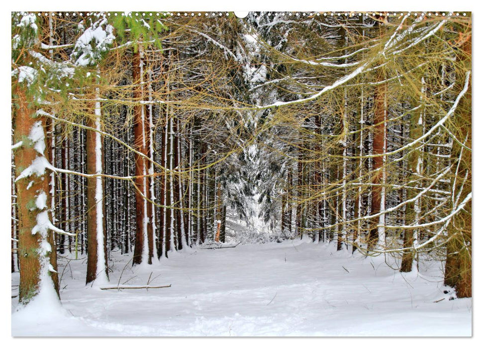 Die Schönheiten der Wälder - Stimmungsvolle Impressionen (CALVENDO Premium Wandkalender 2025)