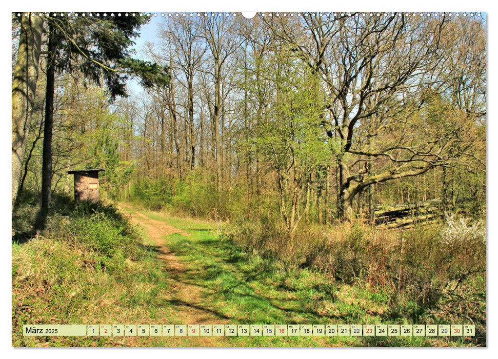 Die Schönheiten der Wälder - Stimmungsvolle Impressionen (CALVENDO Premium Wandkalender 2025)