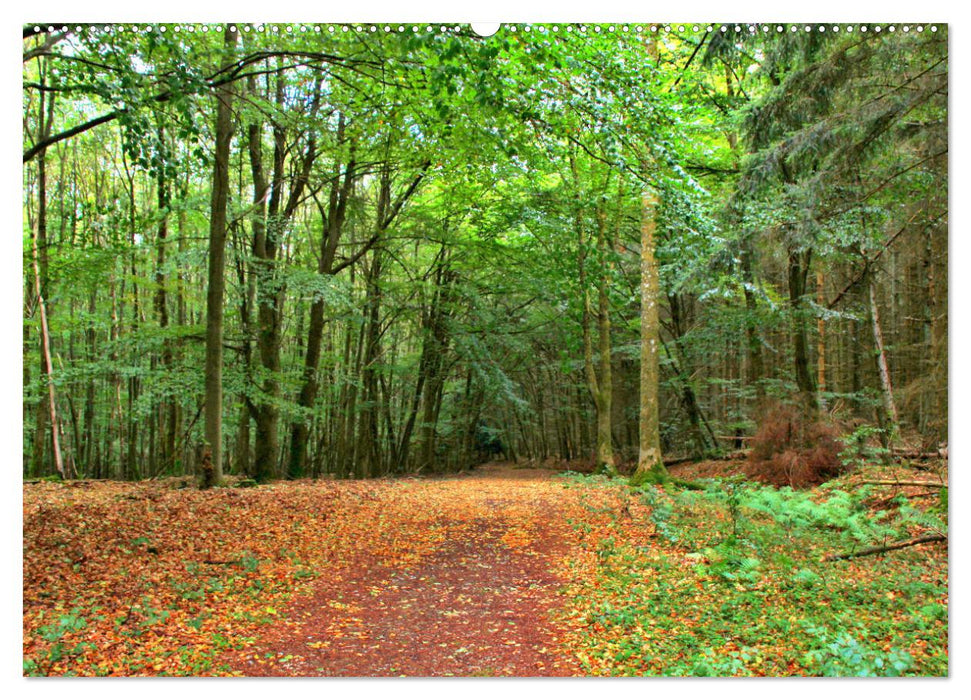 Die Schönheiten der Wälder - Stimmungsvolle Impressionen (CALVENDO Premium Wandkalender 2025)