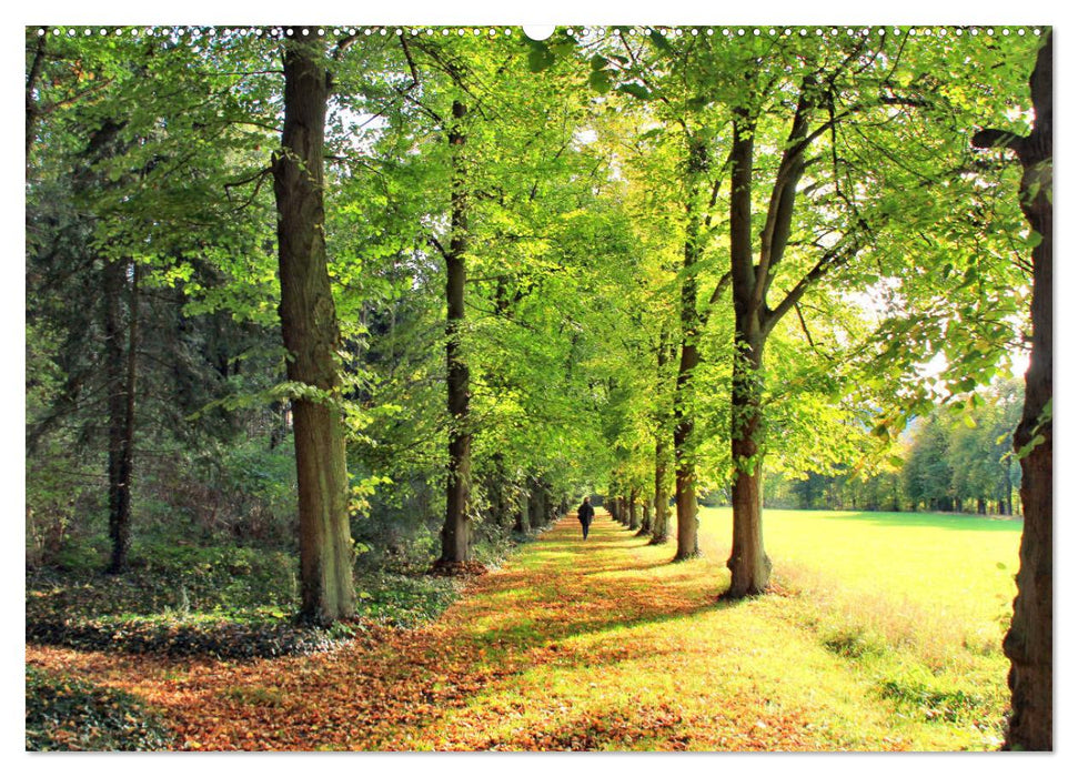 Die Schönheiten der Wälder - Stimmungsvolle Impressionen (CALVENDO Premium Wandkalender 2025)