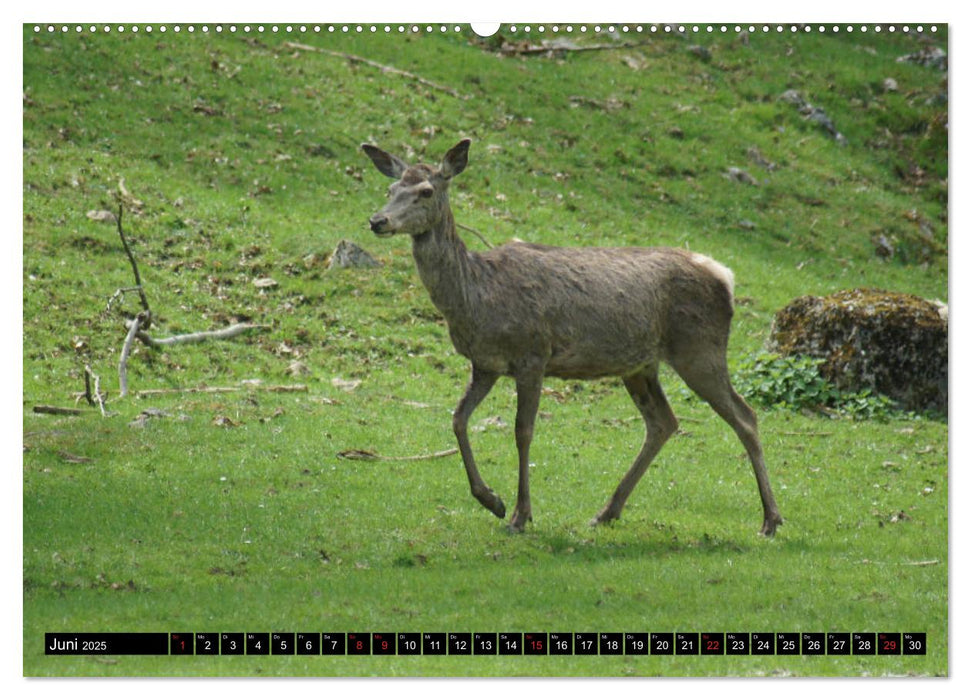 Heidenheim an der Brenz (CALVENDO Premium Wandkalender 2025)