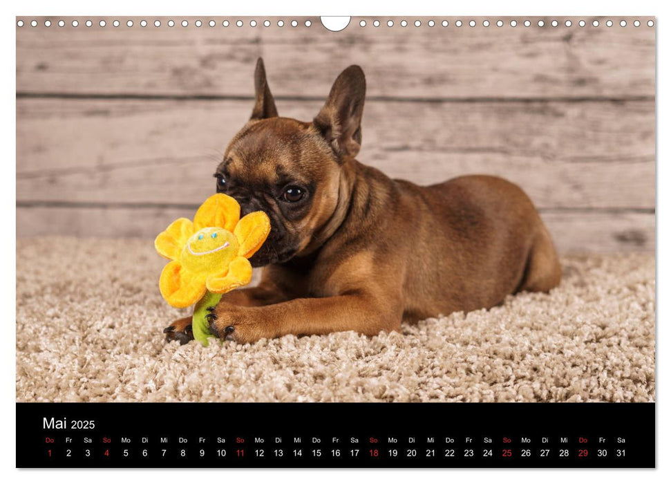 French Bulldog aktiv, verspielt, sportlich (CALVENDO Wandkalender 2025)