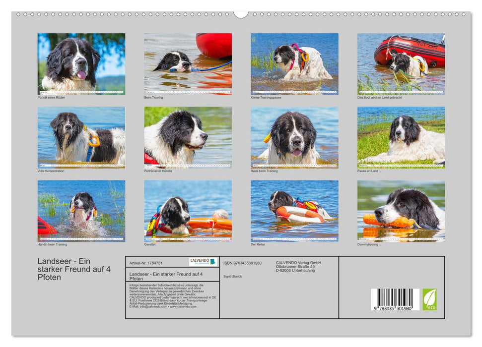 Landseer - Ein starker Freund auf 4 Pfoten (CALVENDO Premium Wandkalender 2025)