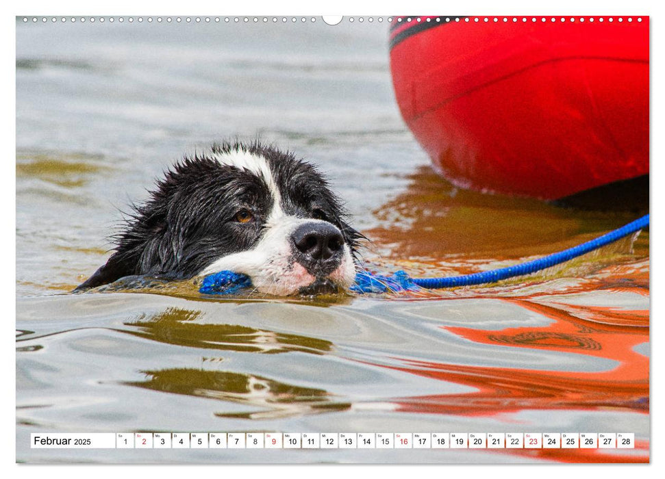 Landseer - Ein starker Freund auf 4 Pfoten (CALVENDO Premium Wandkalender 2025)