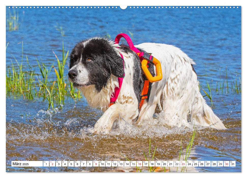 Landseer - Ein starker Freund auf 4 Pfoten (CALVENDO Premium Wandkalender 2025)