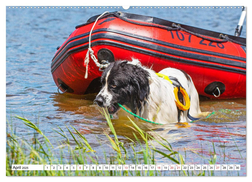 Landseer - Ein starker Freund auf 4 Pfoten (CALVENDO Premium Wandkalender 2025)