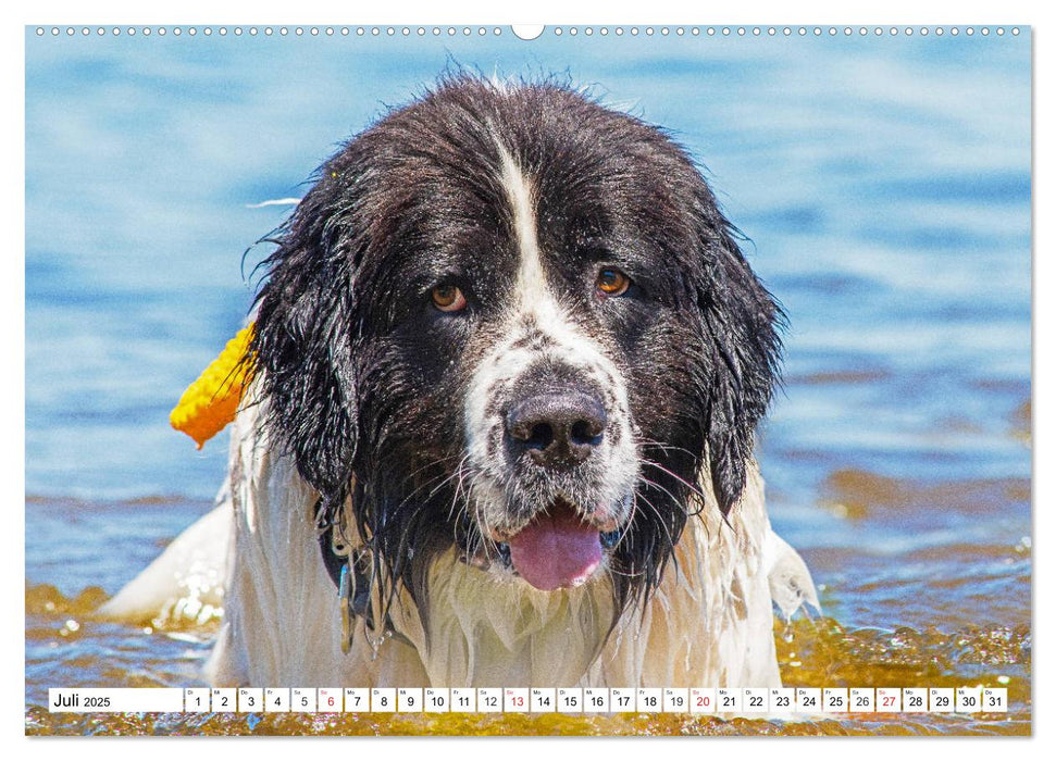 Landseer - Ein starker Freund auf 4 Pfoten (CALVENDO Premium Wandkalender 2025)