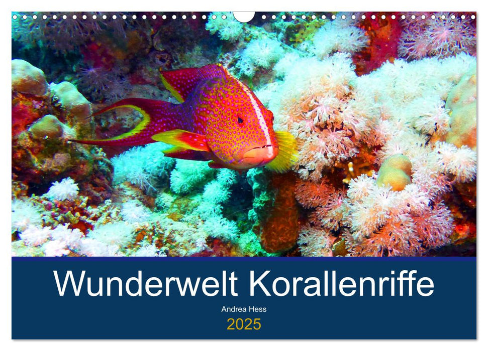 Wunderwelt Korallenriffe (CALVENDO Wandkalender 2025)