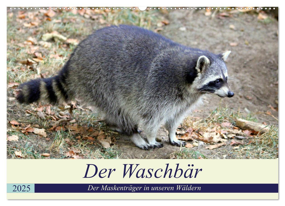 Der Waschbär - Der Maskenträger in unseren Wäldern (CALVENDO Wandkalender 2025)