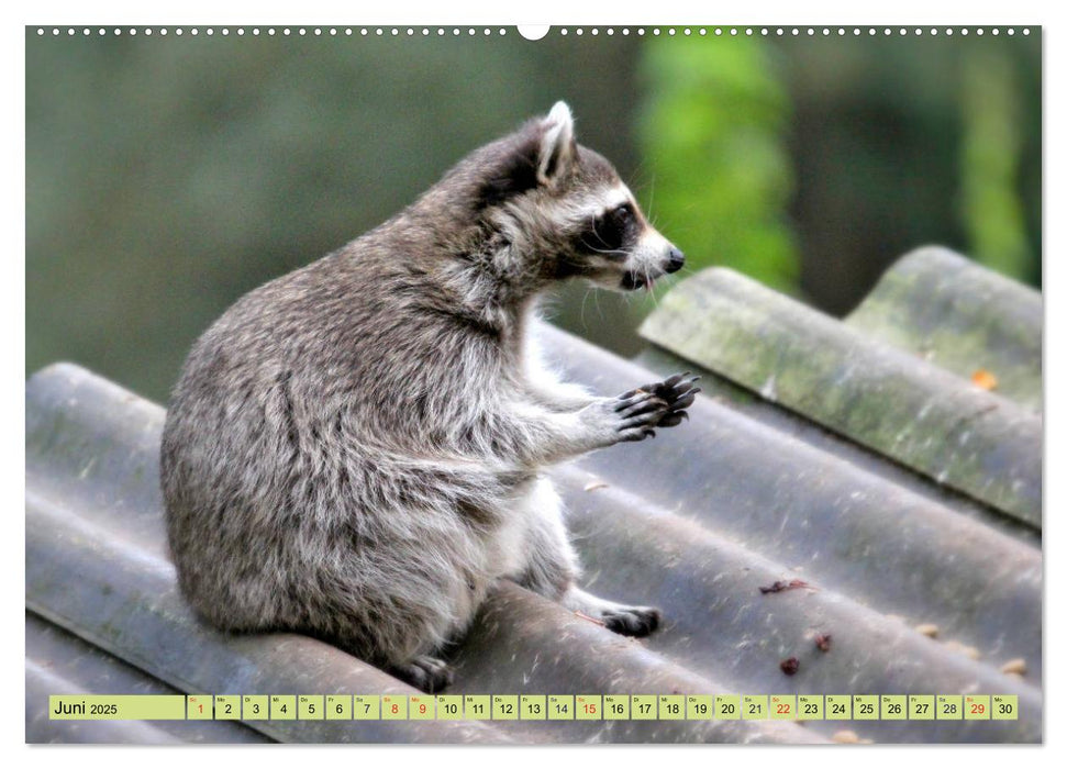 Der Waschbär - Der Maskenträger in unseren Wäldern (CALVENDO Wandkalender 2025)