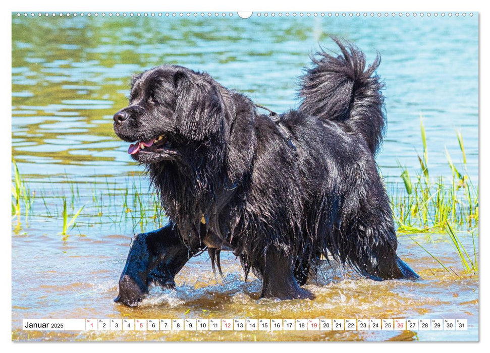 Neufundländer - Das Wasser ist ihr Element (CALVENDO Premium Wandkalender 2025)