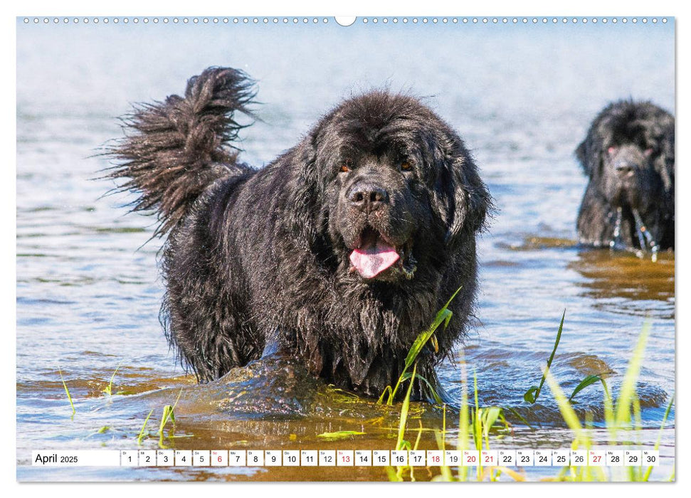 Neufundländer - Das Wasser ist ihr Element (CALVENDO Premium Wandkalender 2025)