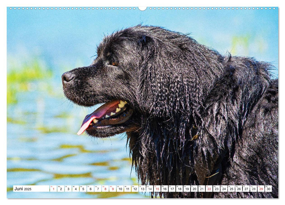 Neufundländer - Das Wasser ist ihr Element (CALVENDO Premium Wandkalender 2025)