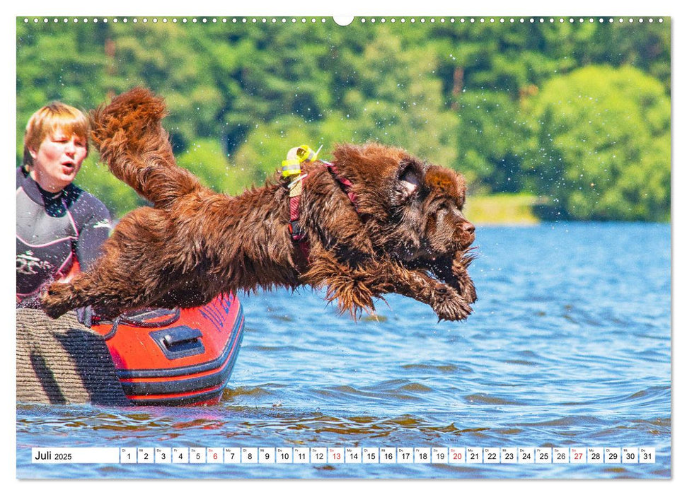 Neufundländer - Das Wasser ist ihr Element (CALVENDO Premium Wandkalender 2025)